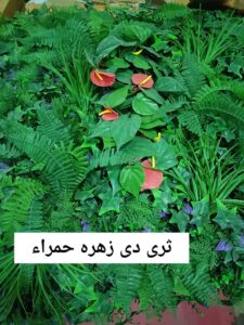 عشب ثرى دي زهره حمراء